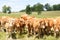 Herd of young Limousin beef cattle in a pasture