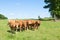 Herd of young Limousin beef cattle in a spring pasture