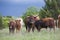 Herd of young longhorns