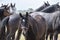 A herd of young mares go to pasture for the first time on a sunny spring day. Blue sky. Heads of dressage and jumping