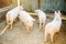 Herd of young piglet on hay and straw at pig breeding farm. Agriculture and livestock production.