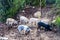 Herd young piglet on hay and straw at sardegna italy sardinia