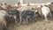 A herd of young piglets in a special pen for young animals.