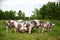 Herd of young pigs grazing on natural environment