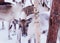 Herd of young reindeers with small horns winter farm in Rovaniemi, Lapland, Northern Finland