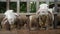 A herd of young sheep in a corral on a farm, agriculture, group of cute sheep domestic animals