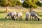 A herd of young trimmed sheep lambs graze in the meadow on a sunny evening. Against the background of grass and trees