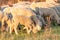 A herd of young trimmed sheep lambs in a meadow in the sunshine closeup. Against the background of grass and trees