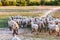 A herd of young trimmed sheep lambs run from the camera through the meadow in the sun. Against the background of grass