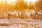 A herd of young trimmed sheep lambs run to the camera in the sun. Against the background of grass and trees. Horizontal