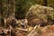 Herd of Young Wild boars, Sus scrofa,  autumn forest in background. Wildlife scene from nature.