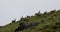 Herd of young wild deer in Scottish mountains in rainy evening.