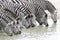 Herd of Zebra drinking water from a river in Kruger Park South Africa