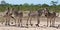 A Herd of Zebra on the dusty plains in Etosha National Park