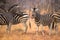 A herd of zebra gathered on dry yellow grass