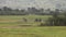 Herd of Zebra in Natural Real Africa Savanna