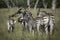 Herd of Zebra, Okavango Delta, Botswana