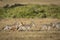 Herd of zebra running together with one topi antelope in Masai Mara in Kenya