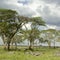 Herd of zebra in the serengeti plain