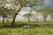 Herd of zebra in the serengeti plain