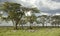 Herd of zebra in the serengeti plain