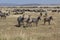 Herd of zebra with some looking in Serengeti