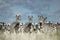 Herd of zebra in the wild savannah, Serengeti, Africa