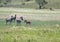 Herd of zebras in Africa