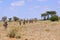 Herd of Zebras in Africa