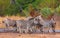 Herd of zebras (African Equids)