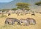 Herd of zebras (African Equids)