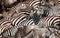 Herd of zebras (African Equids)