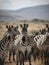 Herd of zebras (African equids