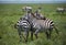 Herd of zebras on african savannah