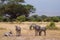 Herd of zebras on african savannah