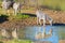 Herd of Zebras drinking from Shingwedzi river