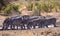 Herd of zebras drinking water. Tanzania, East Africa.