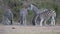 Herd of Zebras drinking from waterhole.