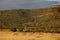 Herd of zebras and an elephant waling on a field with the tree covered hill in the background