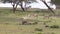 A Herd Of Zebras In A Field, One Falls Back On The Ground And Starts To Itch