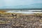 A herd of zebras and a flock of flamingos at Lake Elementaita in Soysambu Conservancy, Naivasha, Rift Valley, Kenya