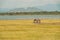 A herd of zebras and a flock of flamingos at Lake Elementaita in Soysambu Conservancy, Naivasha, Rift Valley, Kenya