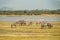 A herd of zebras and a flock of flamingos at Lake Elementaita in Soysambu Conservancy, Naivasha, Rift Valley, Kenya