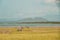 A herd of zebras and a flock of flamingos at Lake Elementaita in Soysambu Conservancy, Naivasha, Rift Valley, Kenya