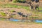 Herd of Zebras, Giraffes and Antelopes grazing on Shingwedzi riverbank in the Kruger National Park, major travel destination in So