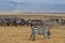 Herd of Zebras and Gnus 2