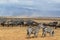 Herd of Zebras and Gnus 3