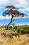 Herd of zebras graze in the savannah