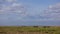 A herd of zebras grazes on the green grass of the endless African savannah.