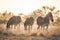 Herd of Zebras grazing in the bush. Wildlife Safari in the Kruger National Park, major travel destination in South Africa. Toned